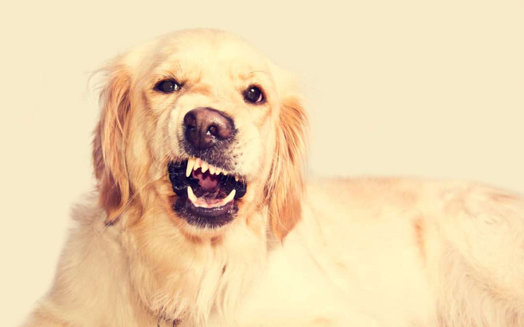 Como acalmar seu cachorro agitado