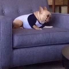 Como acalmar o seu cão agitado 
