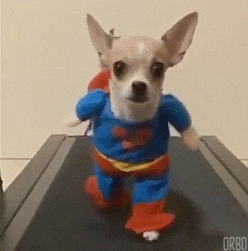 Atividade física para o seu pet