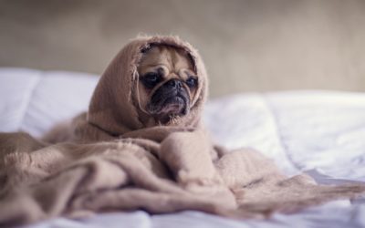Doenças de inverno: como proteger os pets?